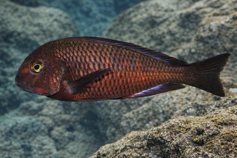 Tropheus sp. 'red' Chiwena (Chimba)